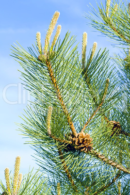 pine branch with a pinecone