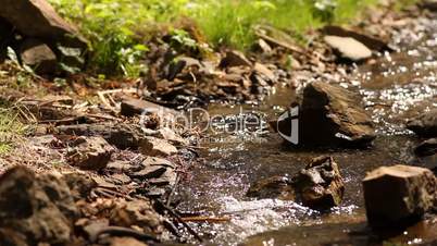 beautiful Creek with pure crystal water in a forest
