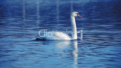 Elegant swan