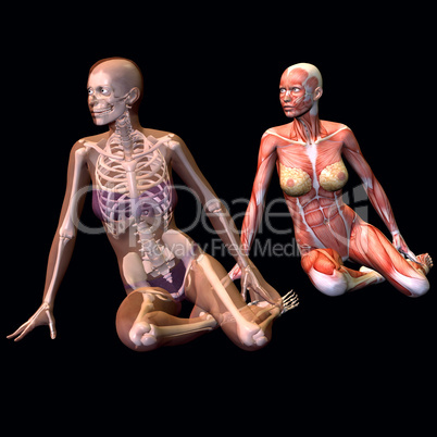 weibliche Anatomie