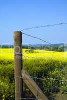 Stacheldraht am Rapsfeld - Corner of a fence in front of a rapeseed field