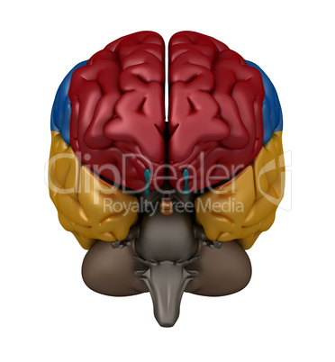 Anterior view of the Brain