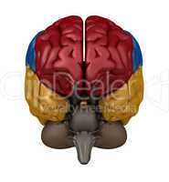 Anterior view of the Brain