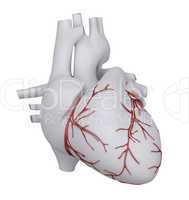 Human heart with coronary