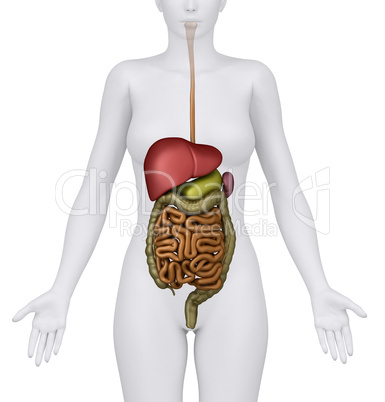 Anatomy of the Female Digestive System Organs - anerior view