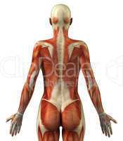 Anatomy of female muscular system