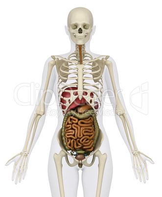 Female abdominal organs with skeleton - anterior view