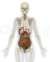 Female abdominal organs with skeleton - anterior view