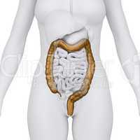 Female colon with abdominal organs - arterior view