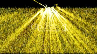 yellow light exposure on the grass,Sunrise,UFO.Grassland,wheat,barley,plant