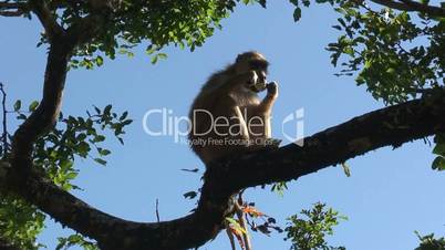 Malawi: monkey eating a banana in a wild forest 113a
