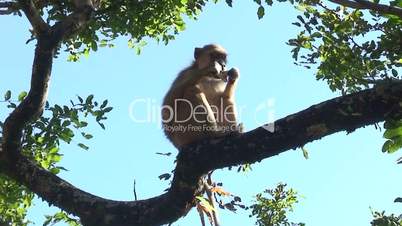 Malawi: monkey eating sugar 2
