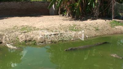 Malawi: crocodiles swim in a water 1