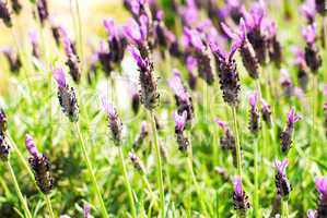 Heather Calluna vulgaris bush