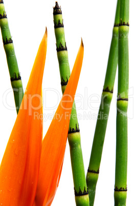 Close up of Strelitzia Reginae and reed