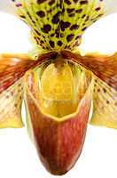 Close up of orchid (Paphiopedilum Maudiae)