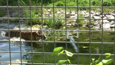 Tiger walking in water