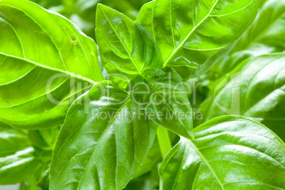 Basil leaves