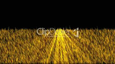 golden light exposure on the grass.Grassland,wheat,barley,plant,parks,seedling,