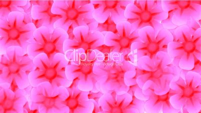 pink wild flower flow background.bloom,bouquet,floral,love,petals,romance,