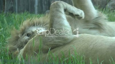 Lions relaxation