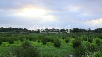 Marsh landscape