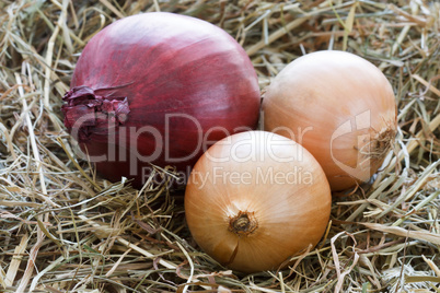 Zwiebeln - Onions