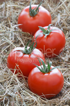 Tomaten - Tomatoes