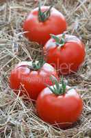 Tomaten - Tomatoes