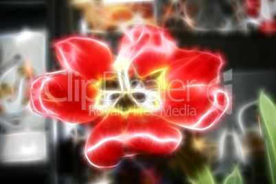 abstract flower