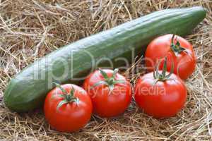 Tomaten und Gurke - Tomatoes and Cucumber