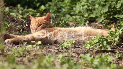 Red cat luxuriates in warm spring sunshine