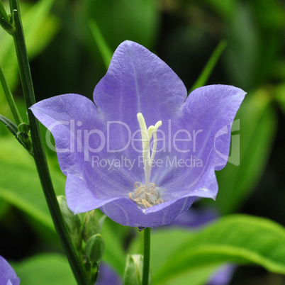 CAMPANULA