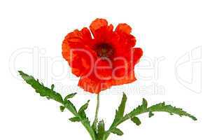 Oriental poppy, Latin Papaver oriental, isolated on a white back