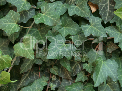 Ivy leaves