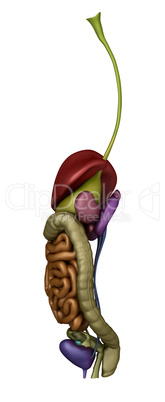 Female abdominal organs - right lateral view