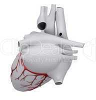 Human heart with coronary