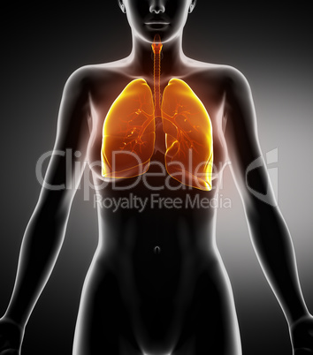 Female respiratory anatomy anterior view