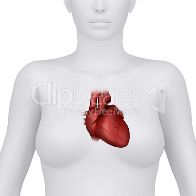 Female heart anatomy - anterior view