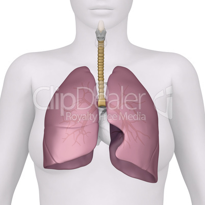 Anatomy of the Female Respiratory System  anterior view