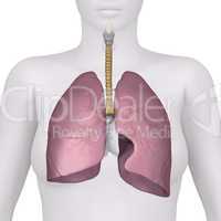 Anatomy of the Female Respiratory System  anterior view