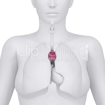 Female thymus and thorax abdominal organs - arterior view