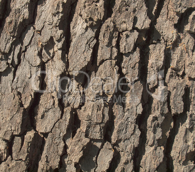 Tree bark