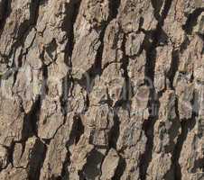 Tree bark