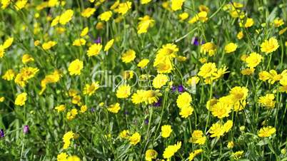 Yellow daisy flowers