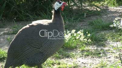 Chicken in a Farm