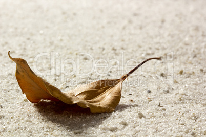 Dry Leaf