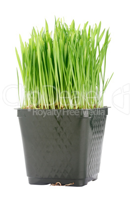 Organic Wheat Grass