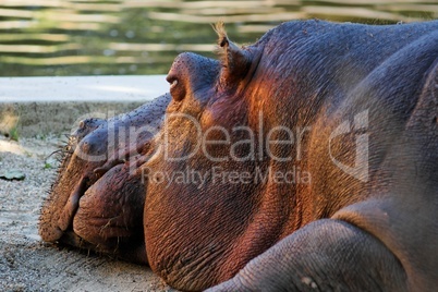 Close-up of the head of lying hippopotamus