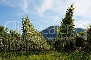 Vineyard rows  in Austria